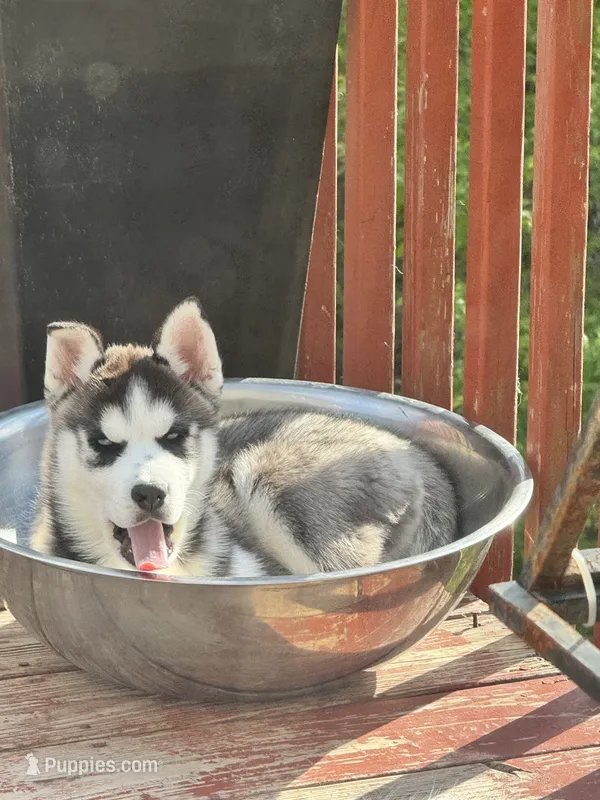Jax – Siberian Husky puppy for sale in Montville Center, CT