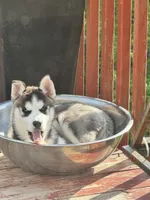 Jax, a male Siberian Husky for sale in Montville Center, CT – 1 of 7
