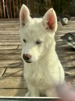 Jax, a male Siberian Husky for sale in Montville Center, CT – 6 of 7