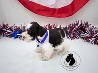 Freedom, a male Miniature Schnauzer for sale in West Valley City, UT – 6 of 10