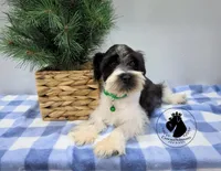 Weekend Sale! Maverick, a male Miniature Schnauzer for sale in West Valley City, UT – 2 of 9