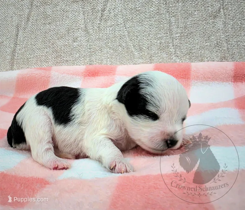 Grace – Miniature Schnauzer puppy for sale in West Valley City, UT