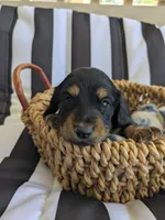 Teddy LH AKC, a male Miniature Dachshund for sale in West Valley City, UT – 9 of 10
