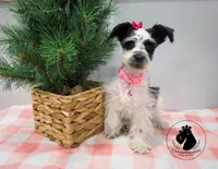 Weekend Sale! Grace, a female Miniature Schnauzer for sale in West Valley City, UT – 3 of 10