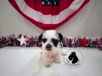 Grace, a female Miniature Schnauzer for sale in West Valley City, UT – 7 of 10