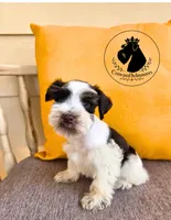 Freedom, a male Miniature Schnauzer for sale in West Valley City, UT – 1 of 10