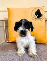 Maverick, a male Miniature Schnauzer for sale in West Valley City, UT – 1 of 10