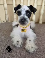 Grace O.B.O, a female Miniature Schnauzer for sale in West Valley City, UT – 3 of 9
