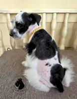 Grace O.B.O, a female Miniature Schnauzer for sale in West Valley City, UT – 4 of 9