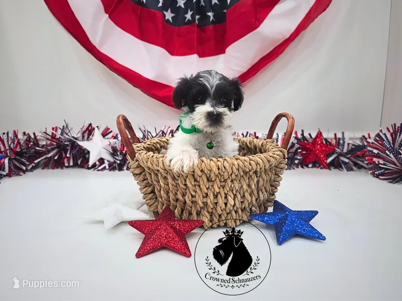 Maverick – Miniature Schnauzer puppy for sale in West Valley City, UT