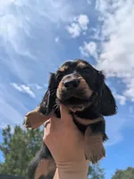 Teddy LH AKC, a male Miniature Dachshund for sale in West Valley City, UT – 3 of 10