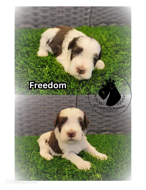 Freedom – Miniature Schnauzer puppy for sale in West Valley City, UT