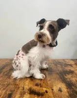 Grace, a female Miniature Schnauzer for sale in West Valley City, UT – 4 of 4