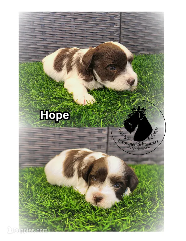 Hope – Miniature Schnauzer puppy for sale in West Valley City, UT