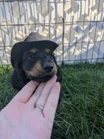 Teddy LH AKC, a male Miniature Dachshund for sale in West Valley City, UT – 5 of 10