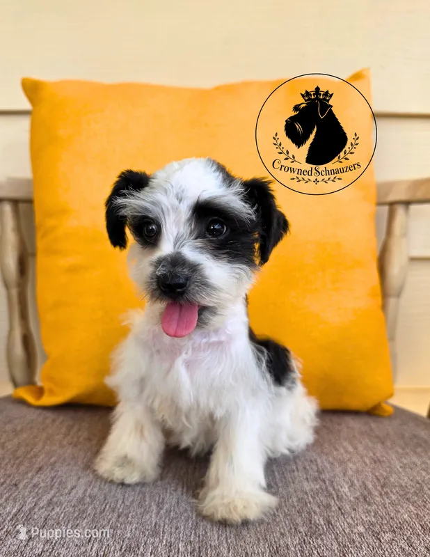 Grace – Miniature Schnauzer puppy for sale in West Valley City, UT