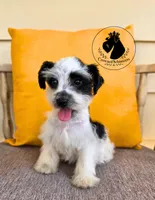 Grace, a female Miniature Schnauzer for sale in West Valley City, UT – 1 of 10