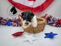 Maverick, a male Miniature Schnauzer for sale in West Valley City, UT – 5 of 10