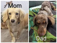 Teddy LH AKC, a male Miniature Dachshund for sale in West Valley City, UT – 10 of 10