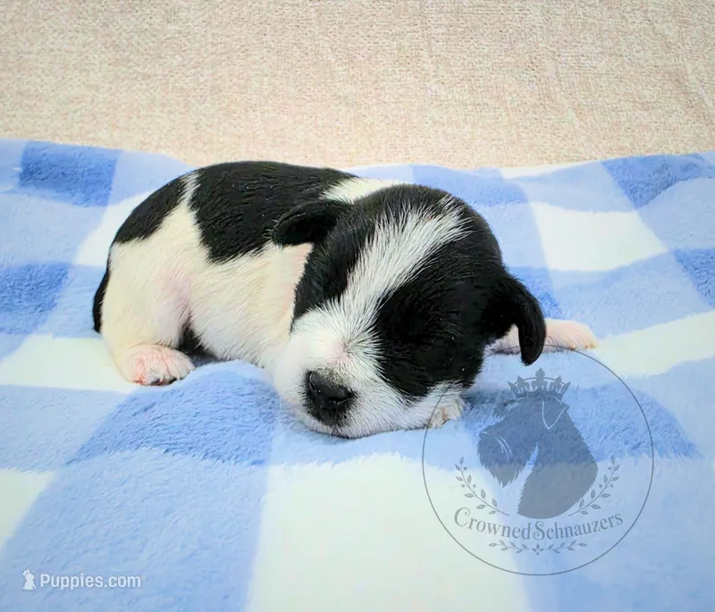 Maverick – Miniature Schnauzer puppy for sale in West Valley City, UT
