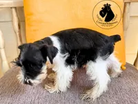 Maverick, a male Miniature Schnauzer for sale in West Valley City, UT – 3 of 10