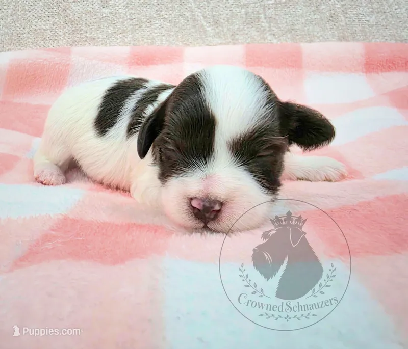 Hope – Miniature Schnauzer puppy for sale in West Valley City, UT