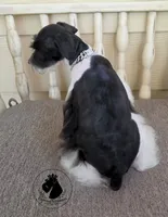 Maverick O.B.O, a male Miniature Schnauzer for sale in West Valley City, UT – 4 of 9