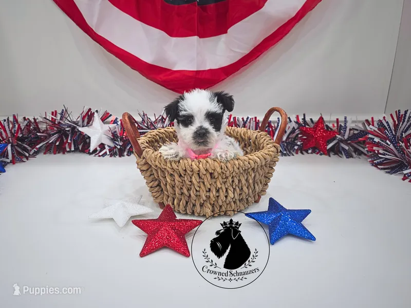 Grace – Miniature Schnauzer puppy for sale in West Valley City, UT