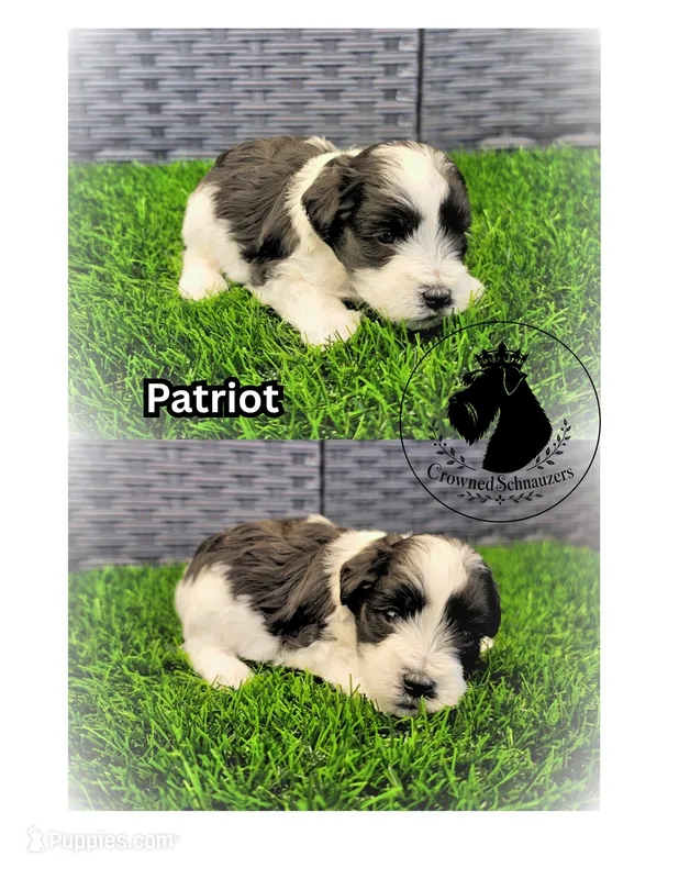 Patriot – Miniature Schnauzer puppy for sale in West Valley City, UT