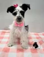 Weekend Sale! Grace, a female Miniature Schnauzer for sale in West Valley City, UT – 5 of 10