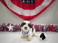 Freedom, a male Miniature Schnauzer for sale in West Valley City, UT – 7 of 10
