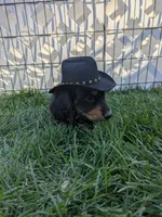 Teddy LH AKC, a male Miniature Dachshund for sale in West Valley City, UT – 4 of 10