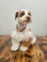 Grace, a female Miniature Schnauzer for sale in West Valley City, UT – 3 of 4