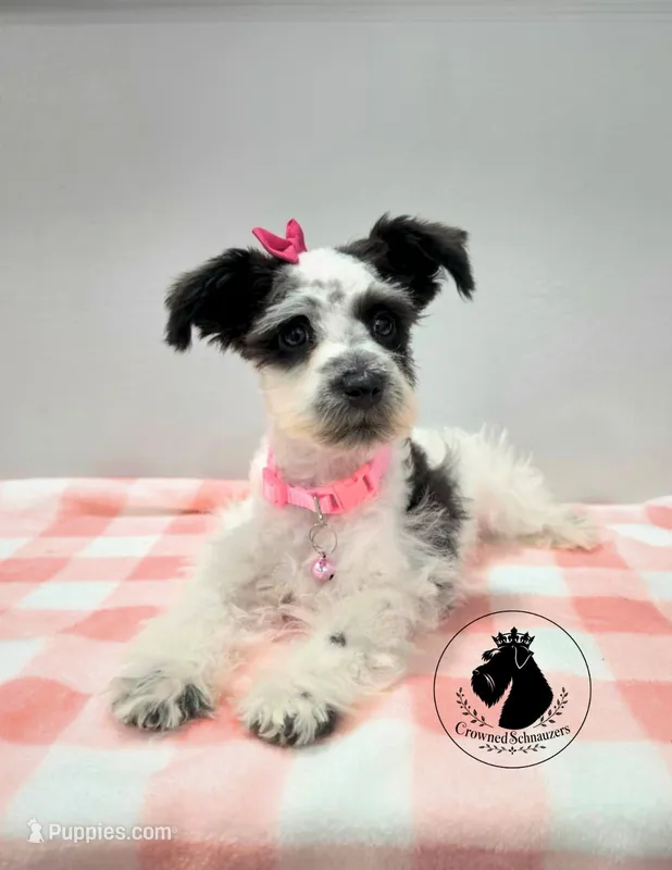 Weekend Sale! Grace – Miniature Schnauzer puppy for sale in West Valley City, UT