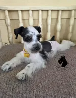 Grace O.B.O, a female Miniature Schnauzer for sale in West Valley City, UT – 2 of 9
