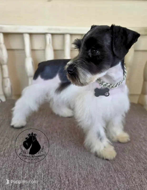 Maverick O.B.O – Miniature Schnauzer puppy for sale in West Valley City, UT