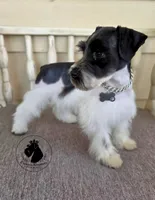 Maverick O.B.O, a male Miniature Schnauzer for sale in West Valley City, UT – 1 of 9