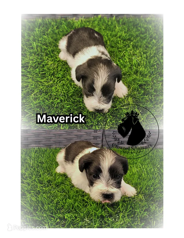 Maverick – Miniature Schnauzer puppy for sale in West Valley City, UT