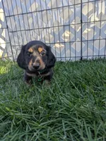 Teddy LH AKC, a male Miniature Dachshund for sale in West Valley City, UT – 6 of 10