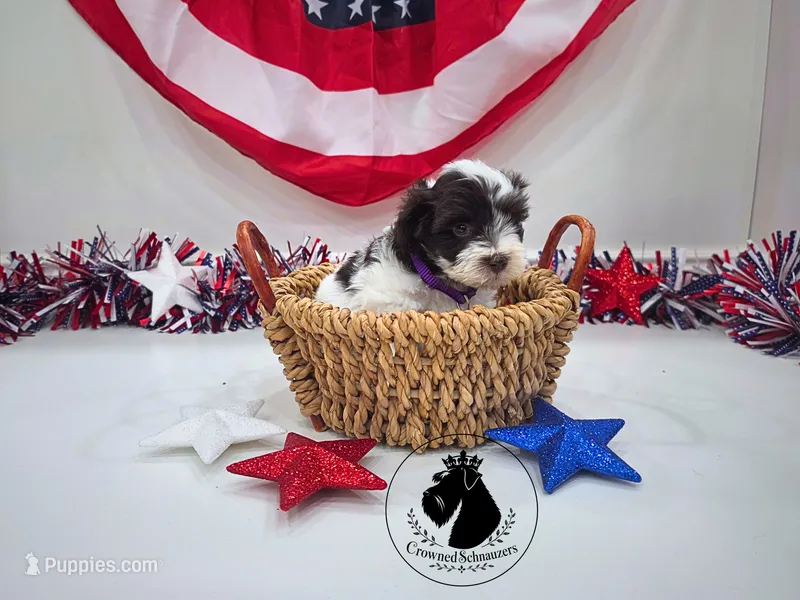 Hope – Miniature Schnauzer puppy on hold in West Valley City, UT
