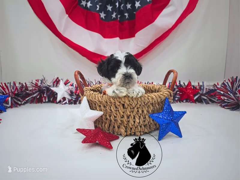 Patriot – Miniature Schnauzer puppy for sale in West Valley City, UT