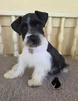 Maverick O.B.O, a male Miniature Schnauzer for sale in West Valley City, UT – 2 of 9