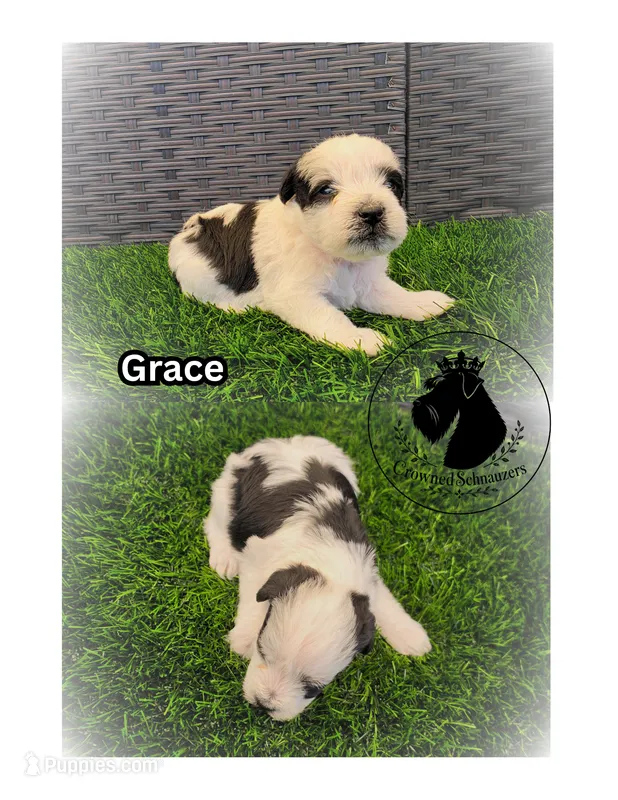 Grace – Miniature Schnauzer puppy for sale in West Valley City, UT
