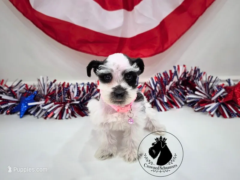 Grace – Miniature Schnauzer puppy for sale in West Valley City, UT