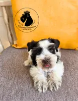 Freedom, a male Miniature Schnauzer for sale in West Valley City, UT – 2 of 10