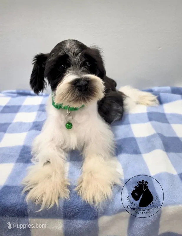 Maverick – Miniature Schnauzer puppy for sale in West Valley City, UT