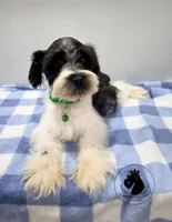Weekend Sale! Maverick, a male Miniature Schnauzer for sale in West Valley City, UT – 1 of 9