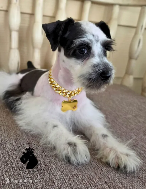 Grace O.B.O – Miniature Schnauzer puppy for sale in West Valley City, UT