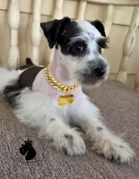 Grace O.B.O, a female Miniature Schnauzer for sale in West Valley City, UT – 1 of 9