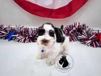 Freedom, a male Miniature Schnauzer for sale in West Valley City, UT – 4 of 10